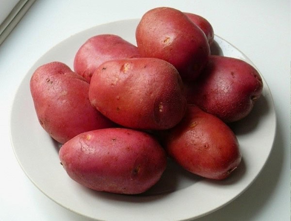 сорт картофеля рокко отзывы