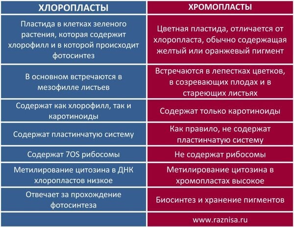 В чем разница между хлоропластом и хромопластом 1 Разница между хлоропластом и хромопластом