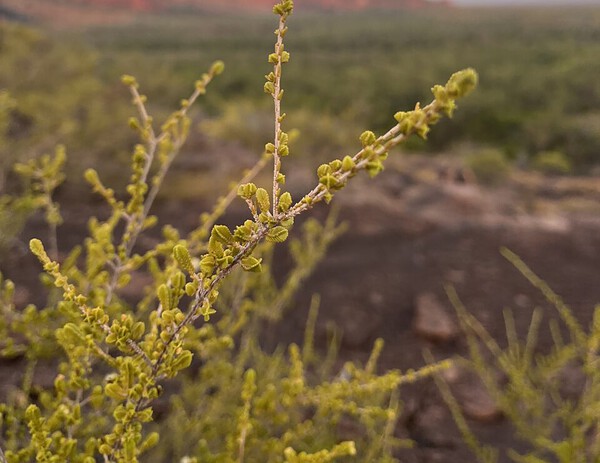 nourlangie-rock-kakadu-australia-sunset image of a plant with the nourlangie escarpment in Australia in the background