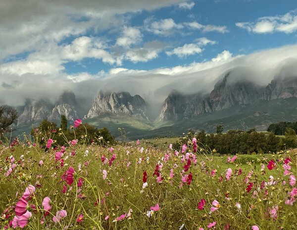 view-of-hottentots-holland-mountains-from-vergelegen-estate-cape town meadow with flowers and mountain range in the background in Cape Town, South Africa