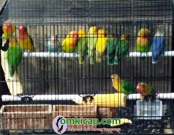ternak lovebird
