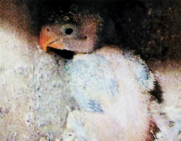 anakan silangan parkit-lovebird milik Om Jacky