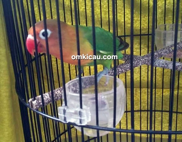 Lovebird 2 Nonom