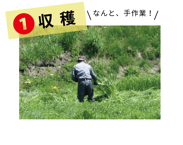 ワイルドイタリアン - 株式会社ウーリー｜うさぎの食彩工房