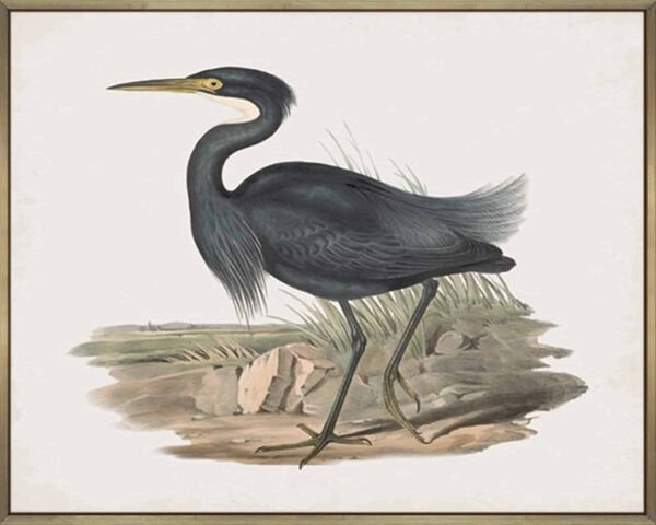 Herodias Pannosus - Canvas