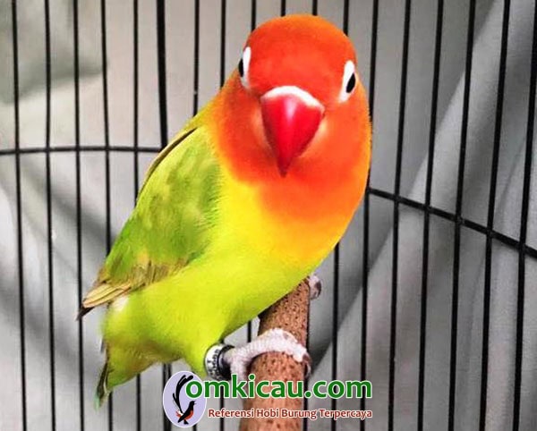 lovebird Solikin lovebird Solikin