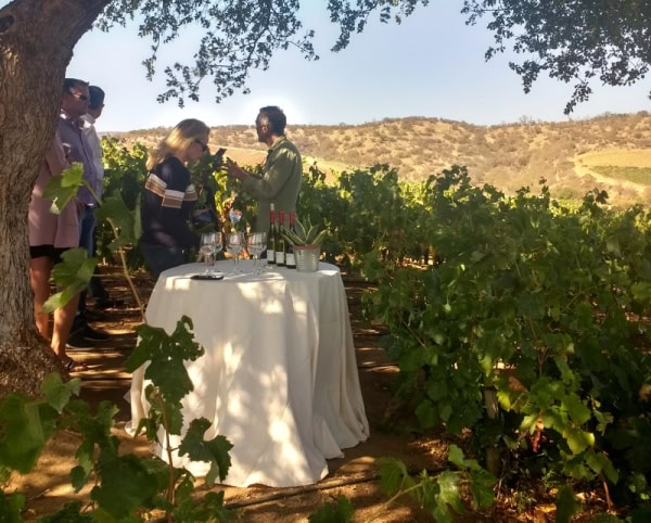 Tasting in the vineyard at Villard fine wines in Casablanca Chile