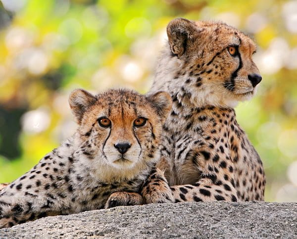 cheetah