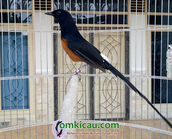 breeding murai batu