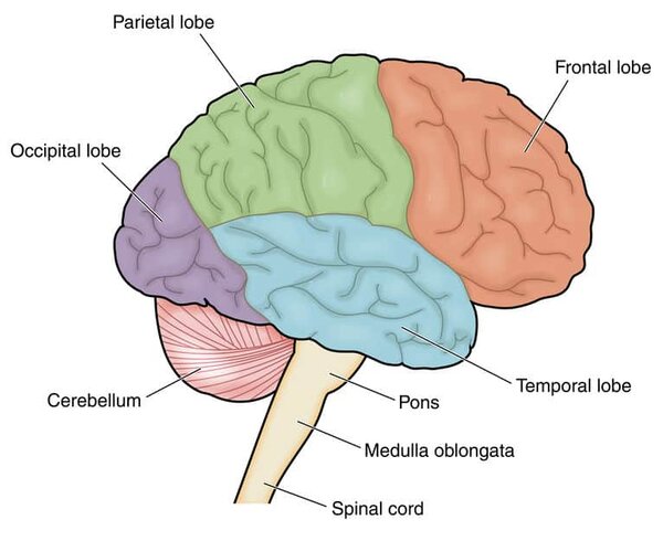 15 Important Questions and Answers About Dementia and Cognitive Impairment