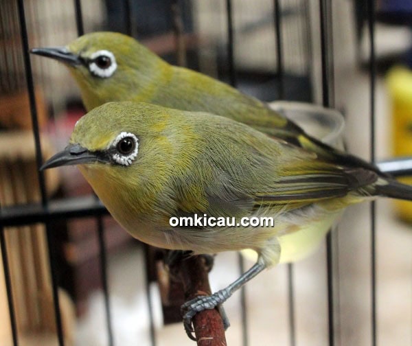 Pleci dada kuning