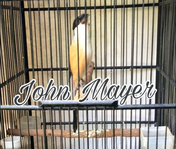 Pentet John Mayer