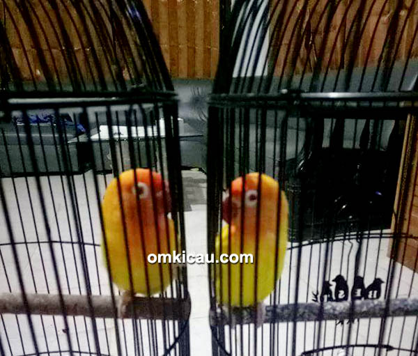 perawatan lovebird juara