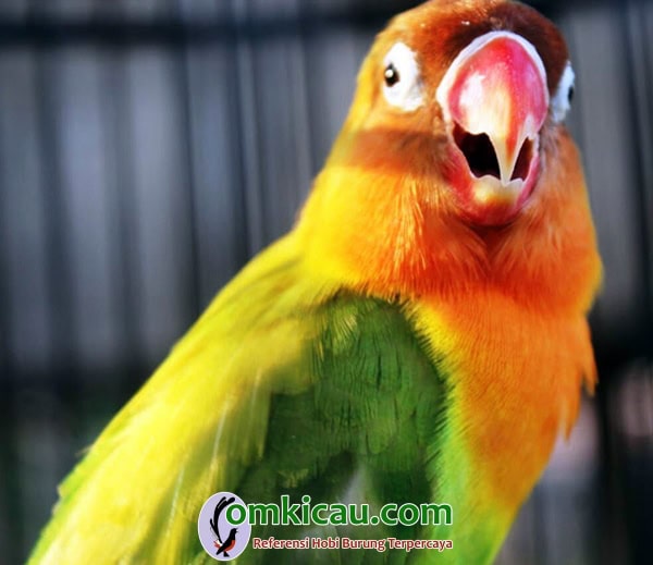 Lovebird Bom Bom