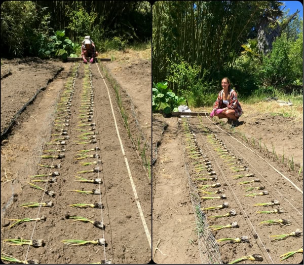Kaylee planting alliums in the garden