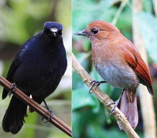 burung berkecet biru-tua burung berkecet biru-tua