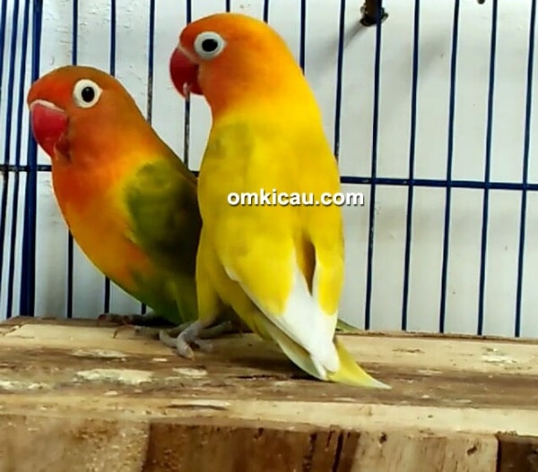 ternak lovebird trah juara
