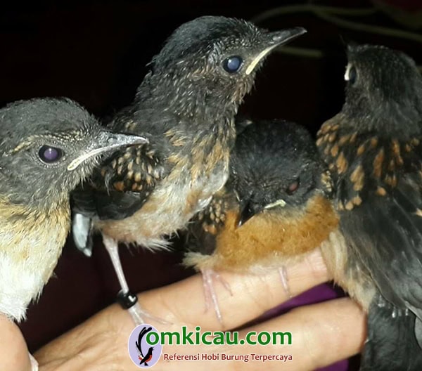 cara beternak burung murai batu