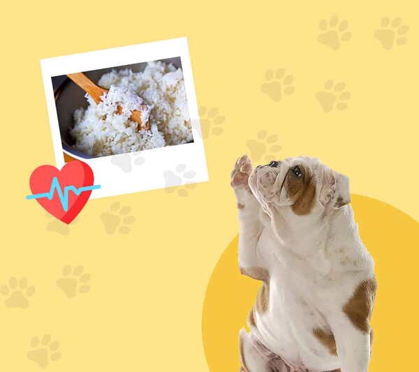 Arroz blanco. Ayuda a perros con malestar estomacal