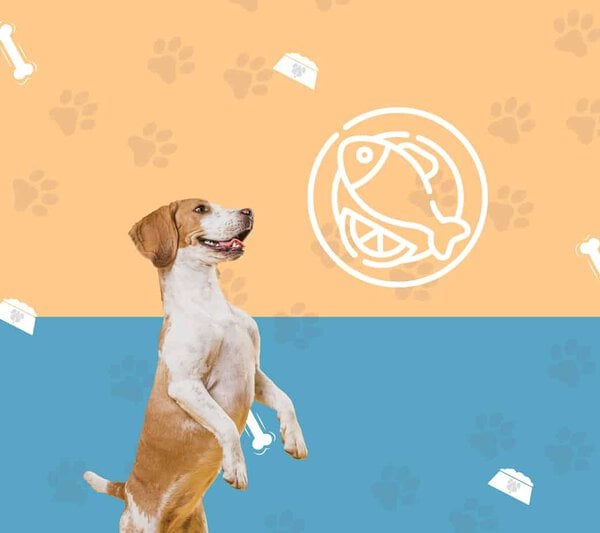 Pescado. Buena fuente de proteínas para los perros qué puede comer mi perro