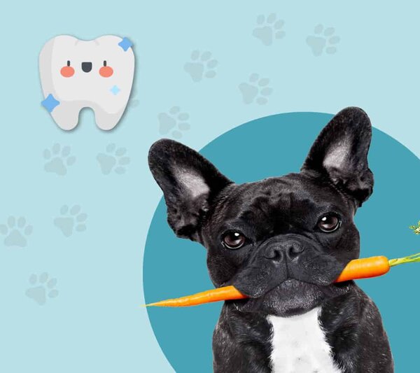 Zanahorias. Ayudas a una buena salud dental de tu perro