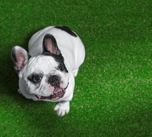 dog on turf