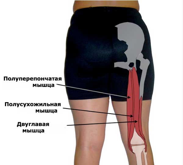Задняя группа мышц бедра