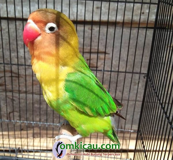 Lovebird Bro