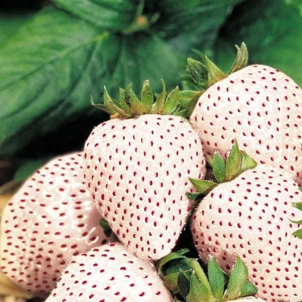 лучшие поздние сорта клубники