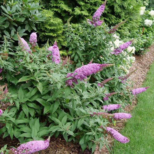 Butterfly Bush Pugster 'Pinker® Proven Winner™