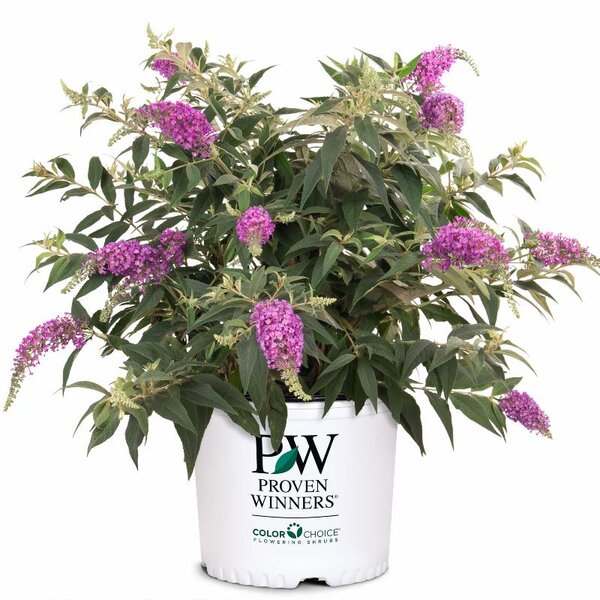Butterfly Bush Lo & Behold® 'Purple Haze' Proven Winner™