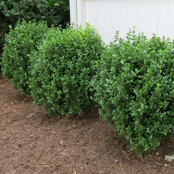 Boxwood NewGen™ Freedom®