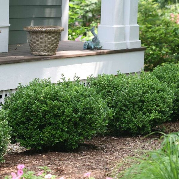 Boxwood Sprinter®