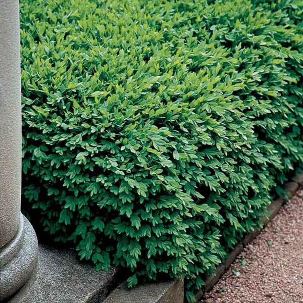 Boxwood 'Green Velvet'