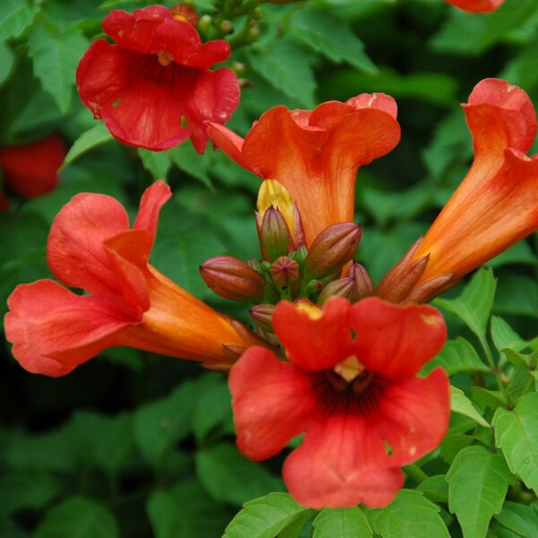 Trumpet Vine 'Summer Jazz™ Fire'