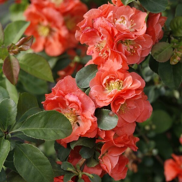 Quince Double Take Peach® Proven Winner™