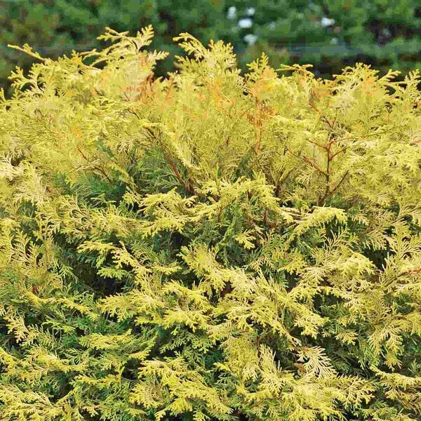 Cypress 'Night Light'™