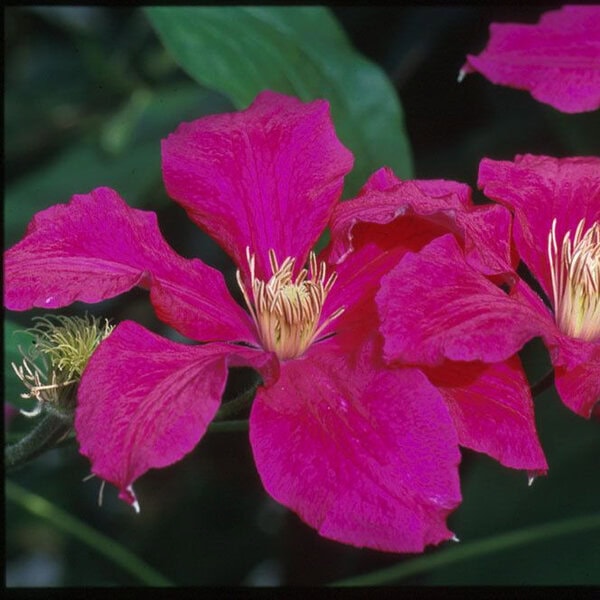 Clematis 'Ernest Markham'