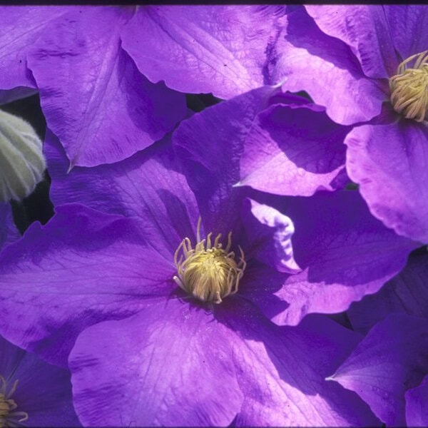 Clematis 'H. F. Young'