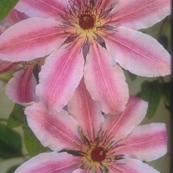 Clematis 'Nellie Moser'