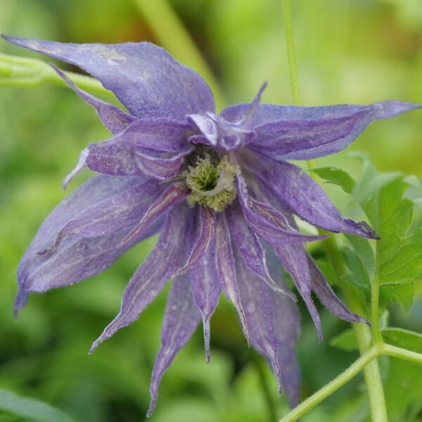 Clematis Sparky® 'Blue' Proven Winner™