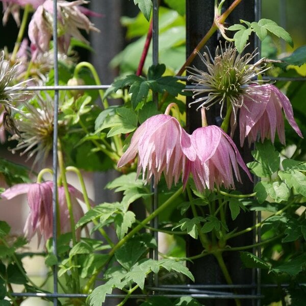 Clematis Sparky® 'Pink' Proven Winner™