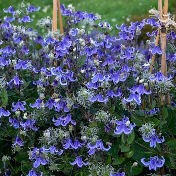 Clematis 'Stand By Me' Proven Winner™