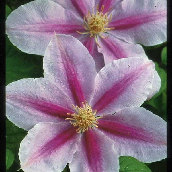 Clematis x 'Bee's Jubilee'