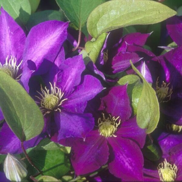 Clematis x 'Daniel Deronda'