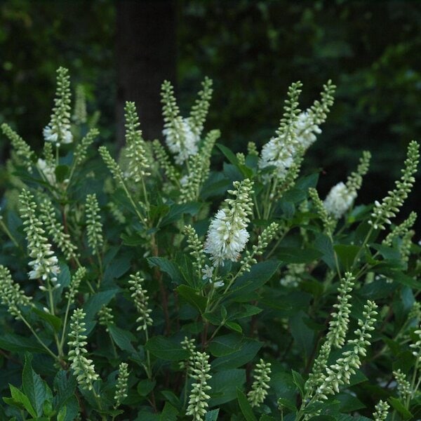 Clethra Sugartina® 'Crystalina' Proven Winner™