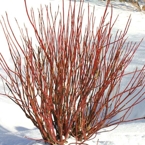 Twig Dogwood 'Arctic Fire'® Red Proven Winner™