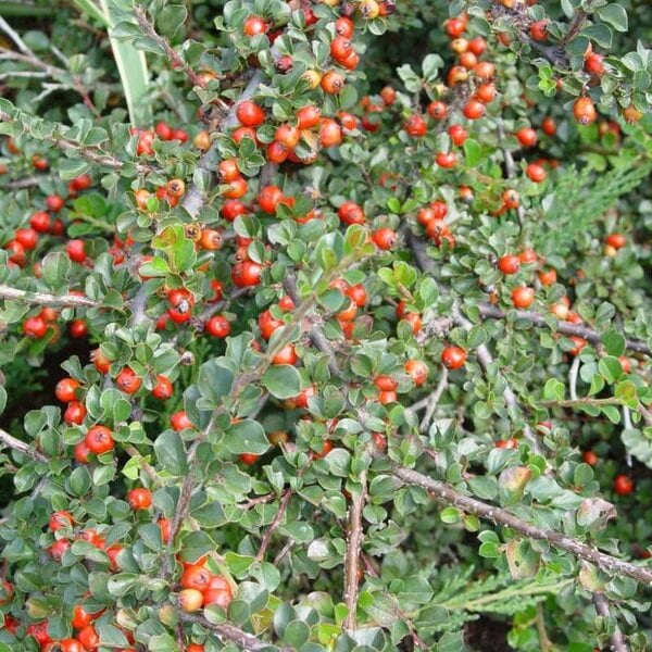 Cotoneaster Cranberry