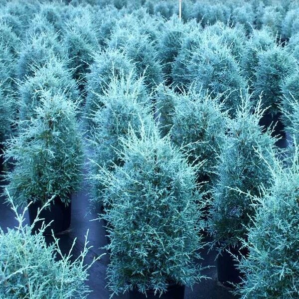 Cypress 'Blue Ice'