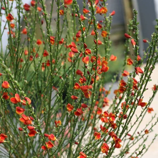 Scotch Broom 'Sister Redhead'® Proven Winner™